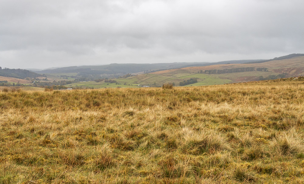 Falstone Forest Falstone Forest